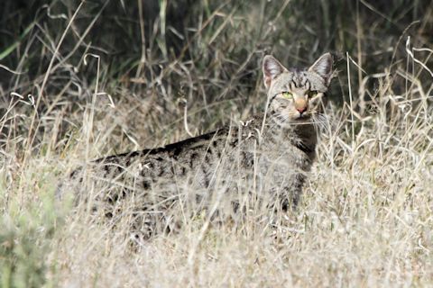Feral Cat (Felis catus)